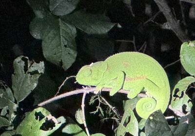 Chameleon on Night Drive